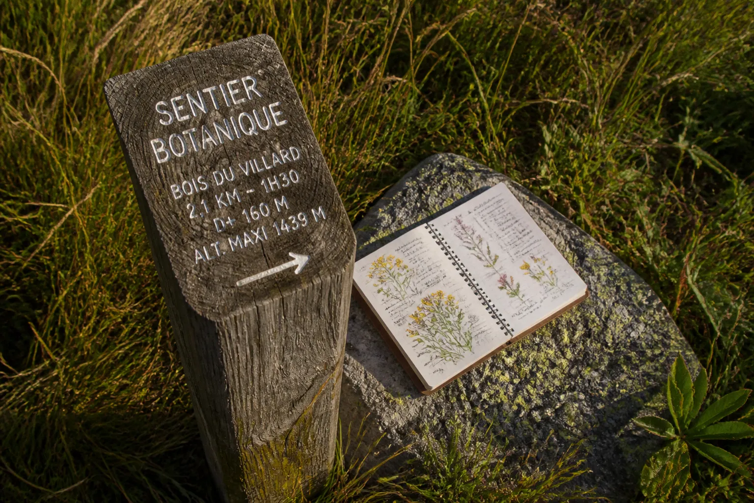 Balade botanique à Sachas : itinéraire et étapes pas à pas