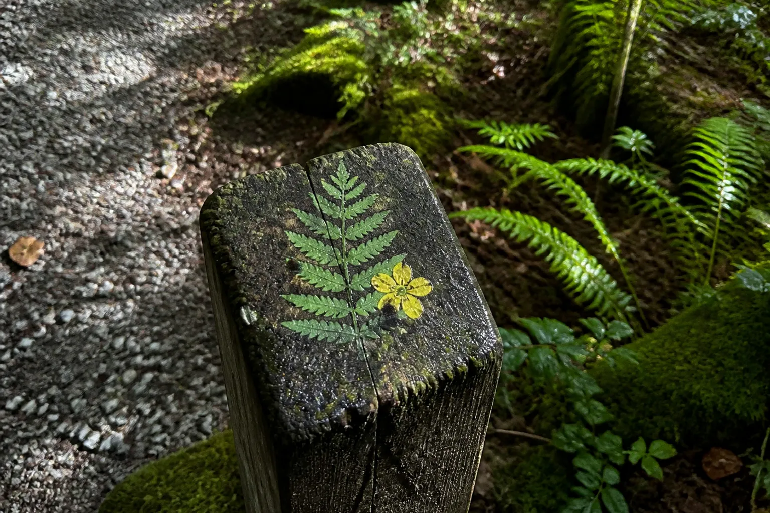 Sentier botanique au Moulin de Sachas : plan d'aménagement